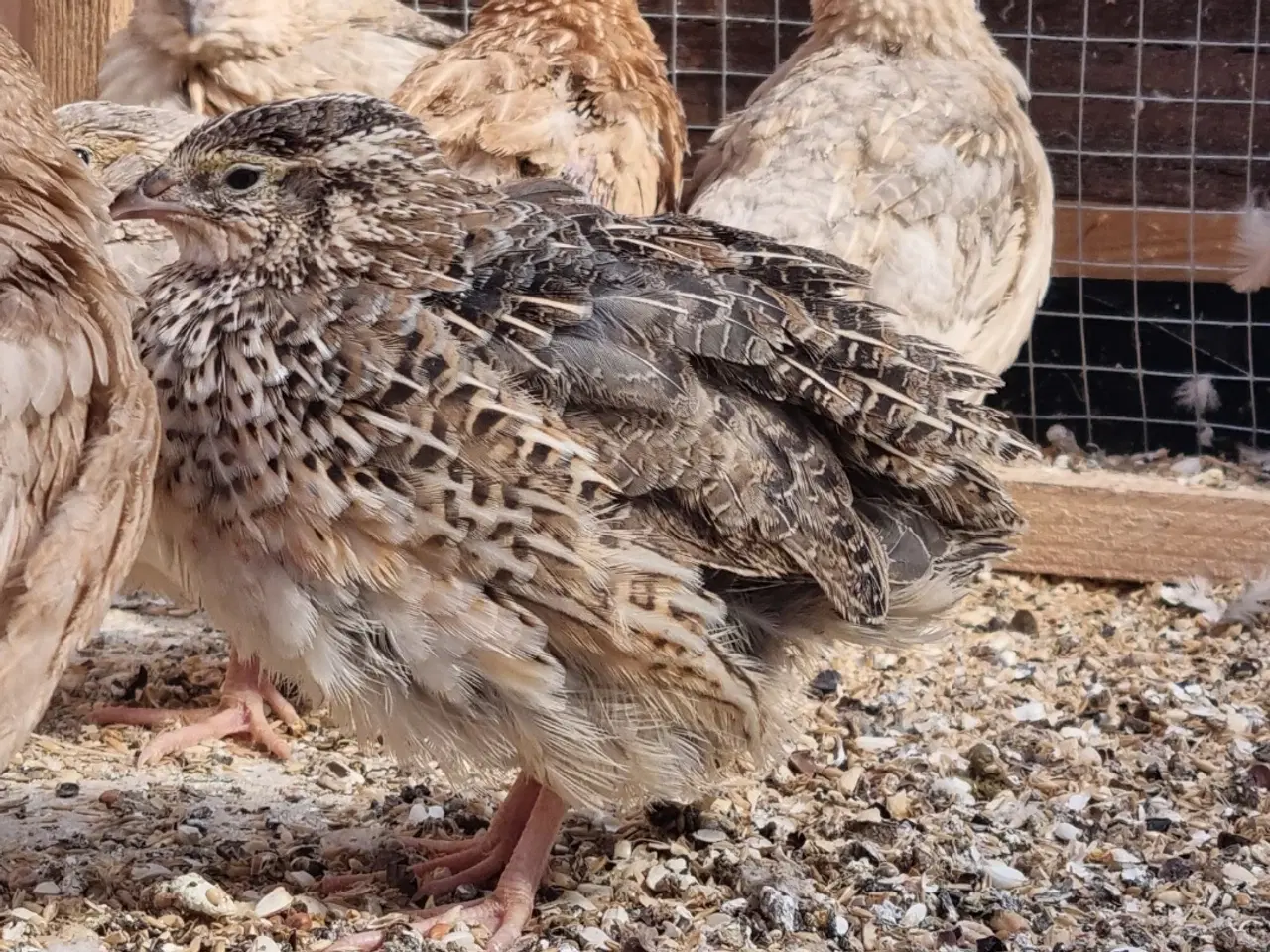 Billede 3 - Jumbo Vagtler