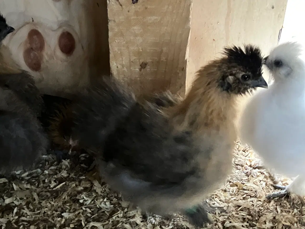 Billede 3 - Silke kyllinger