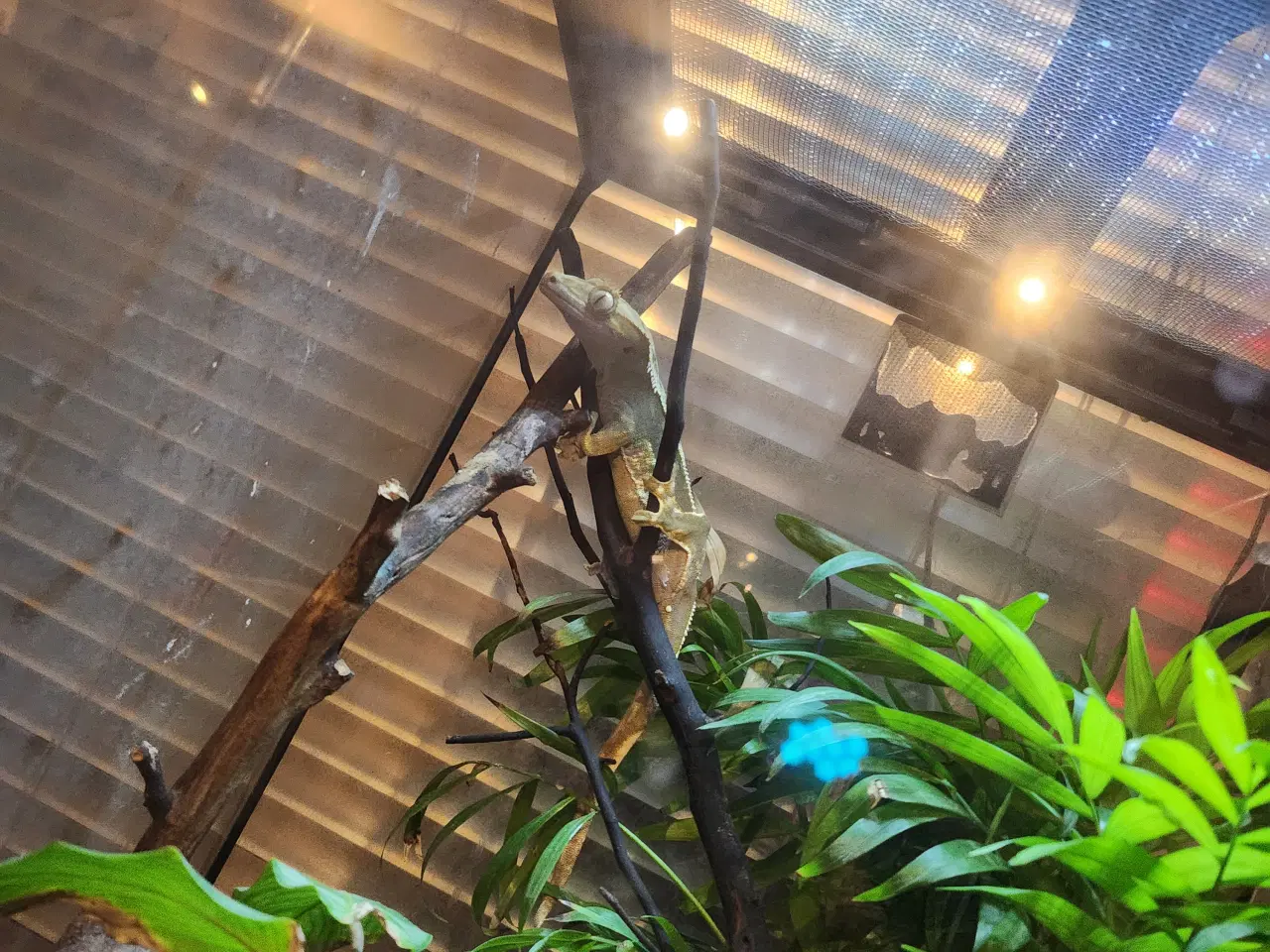Billede 1 - Kronegekko pige på 2 og en på 2 månederen den 3/9