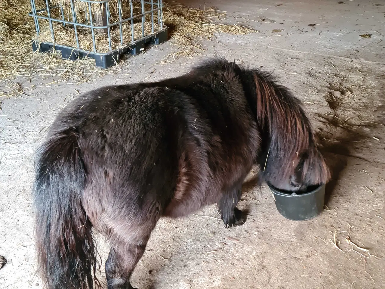 Billede 3 - Mini shetlænder