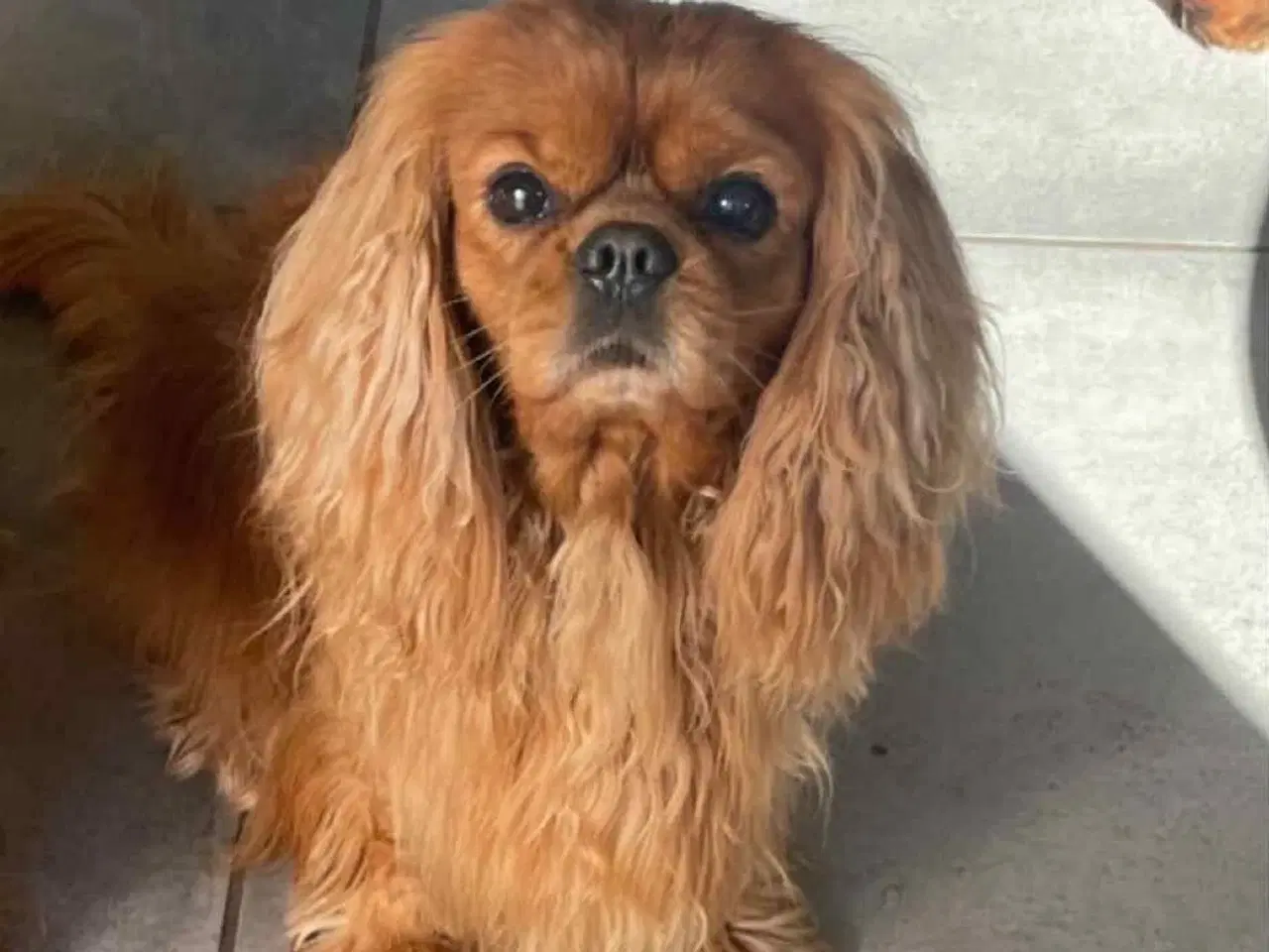 Billede 7 - Cavalier King Charles spaniel hvalpe 