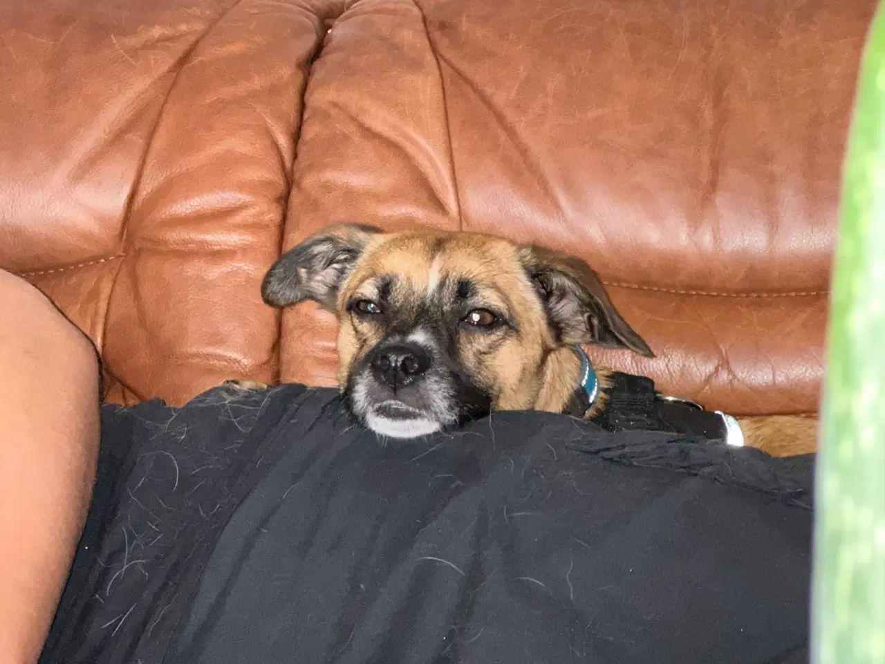 Billede 13 - Hund søger nyt hjem 