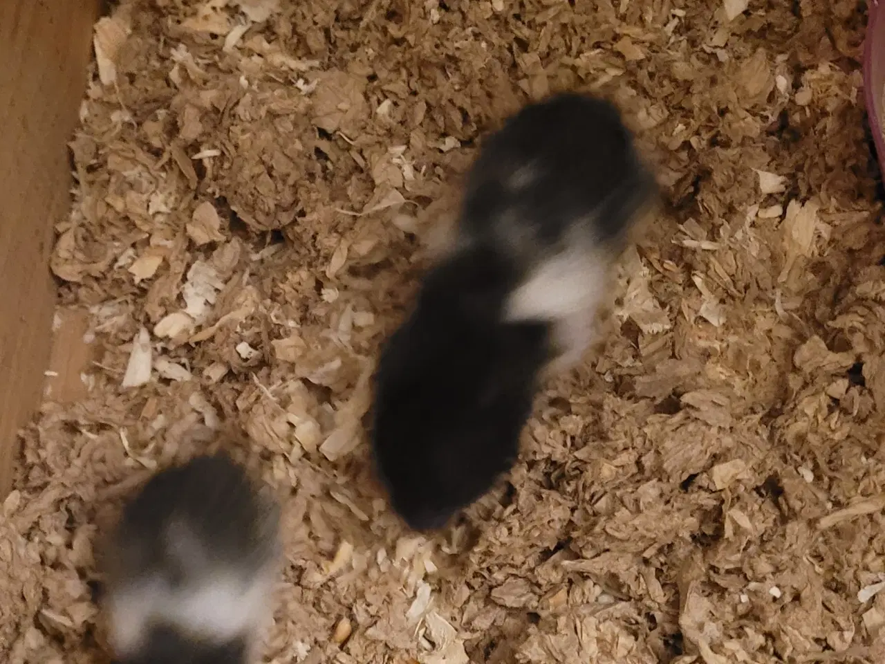 Billede 3 - Guldhamster unger