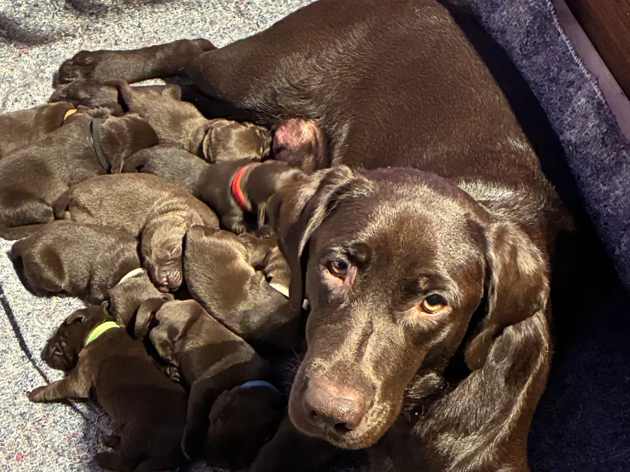 Billede 1 - Labrador hvalpe