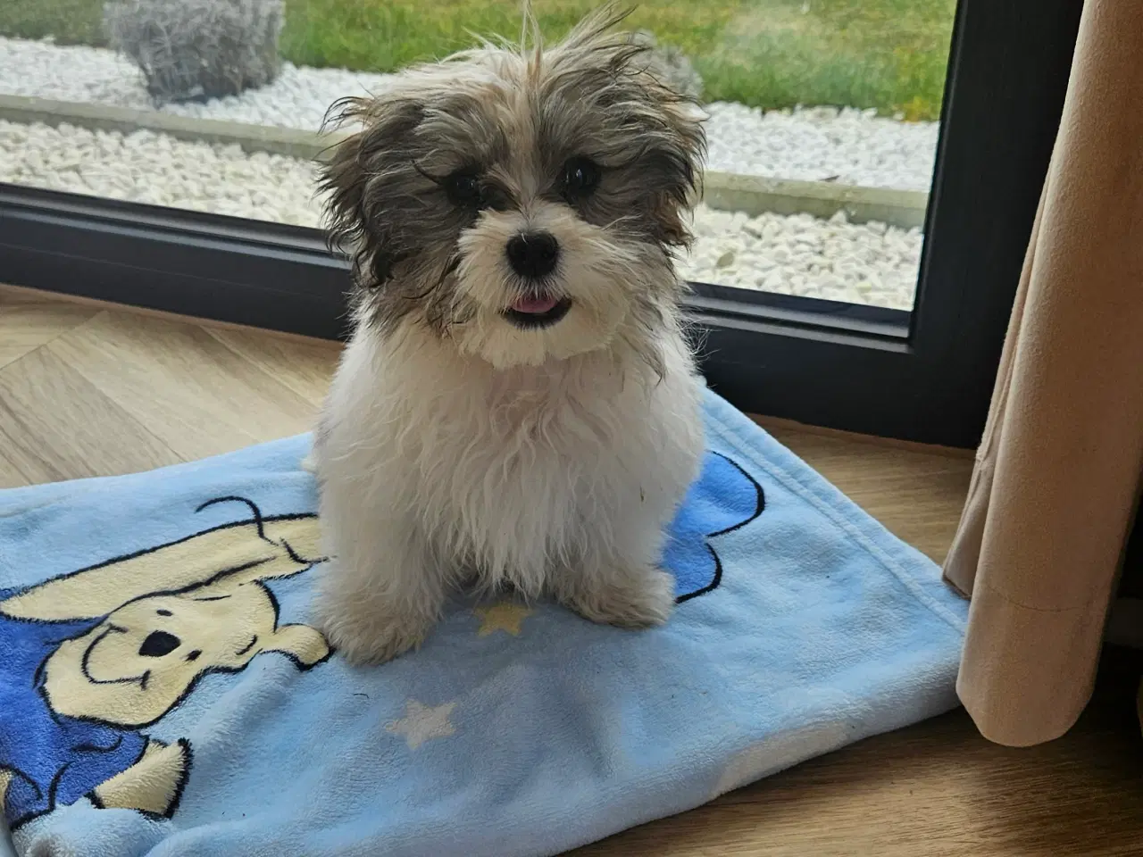 Billede 3 - Shih tzu/ Malteser hvalpe