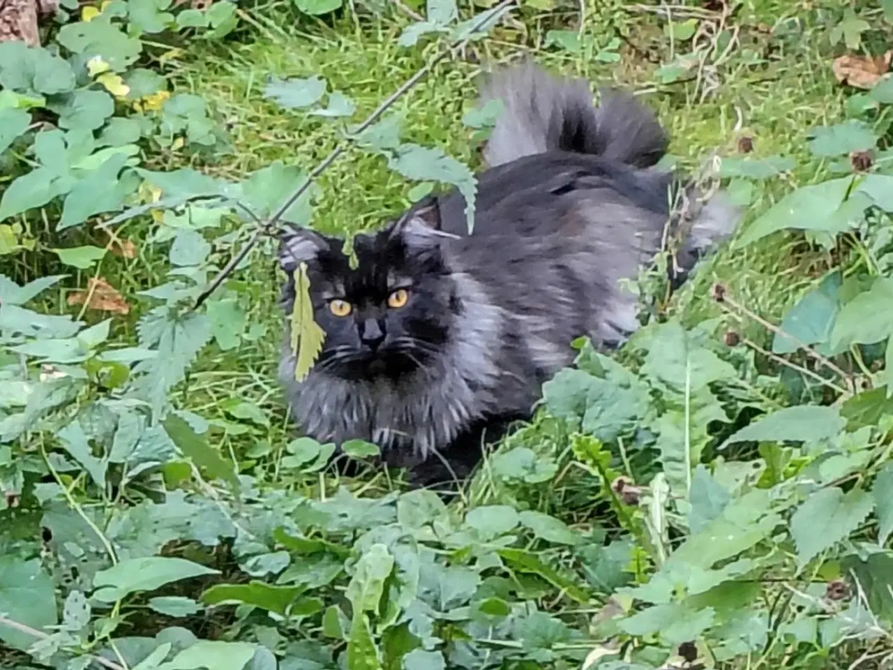 Billede 2 - Dexter tilbyder Parring