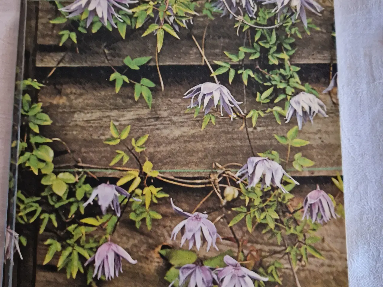 Billede 1 - Havens Planteleksikon  Træer og Buske 2 bøger 