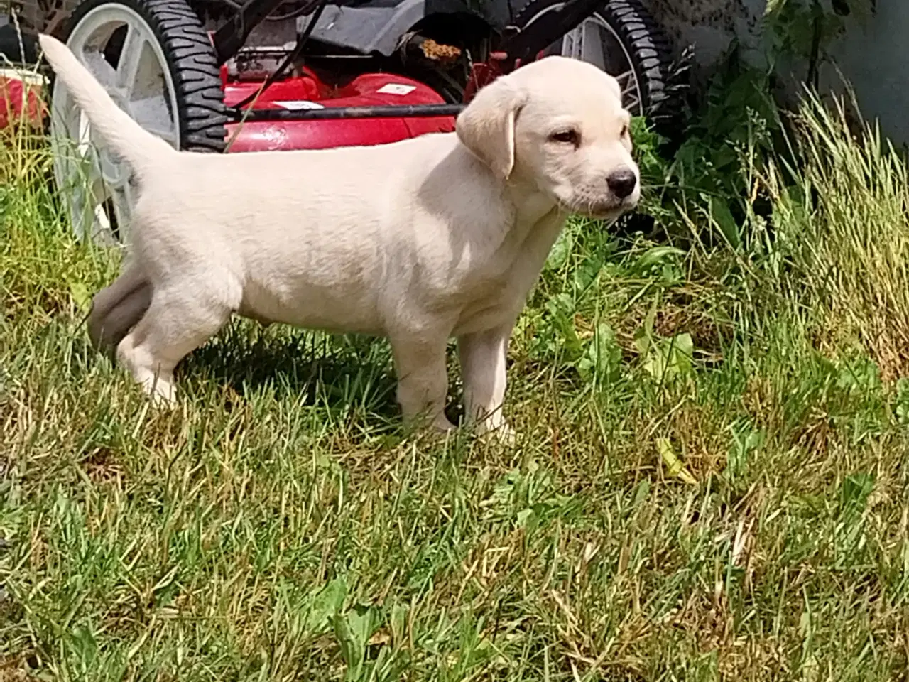 Billede 3 - Gule Labrador hvalpe
