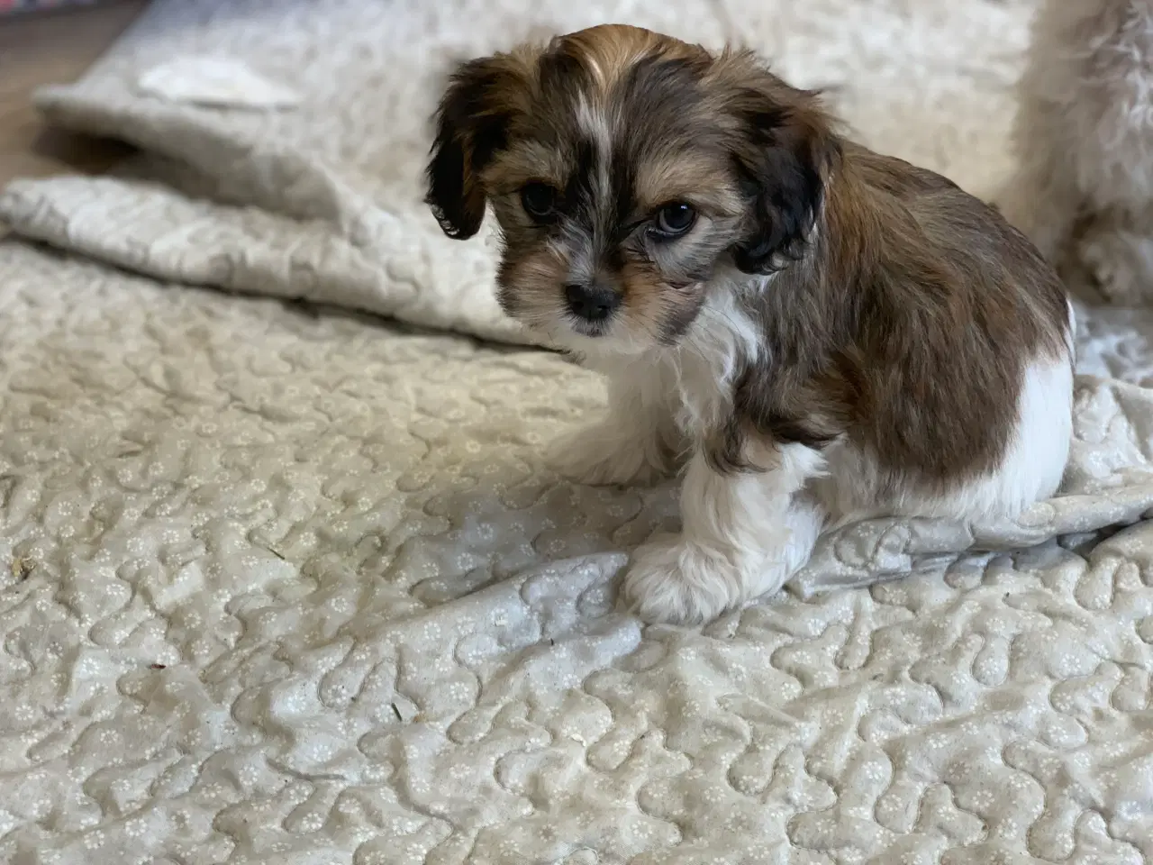 Billede 6 - Bichon / cavalier babyer 