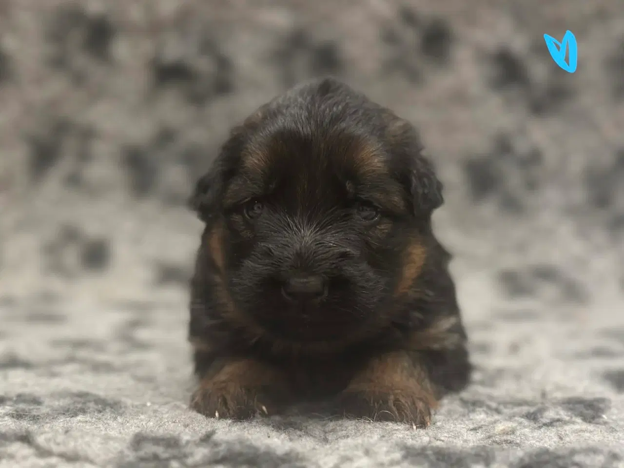 Billede 3 - Langhåret schæferhunde hvalpe