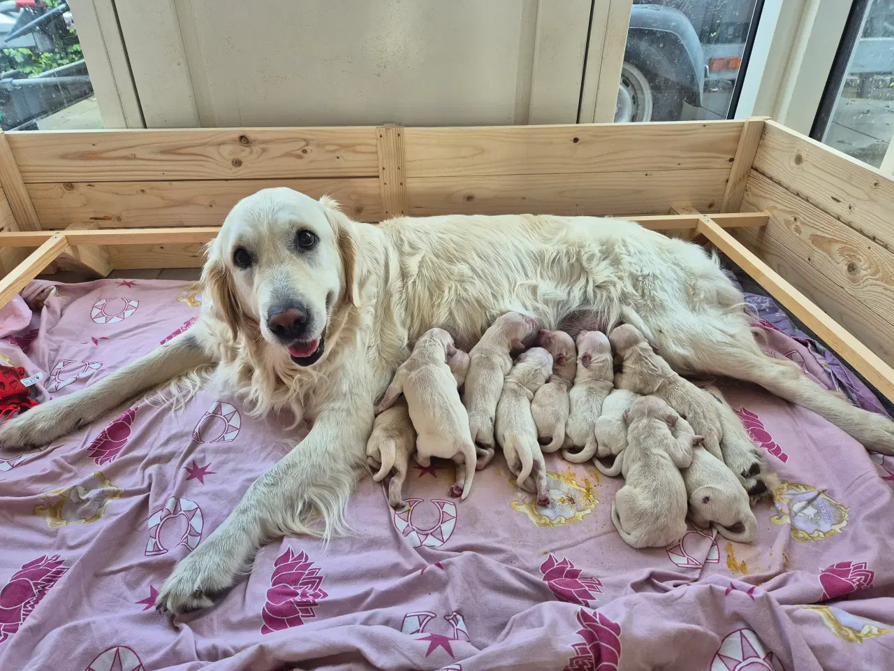 Billede 16 - Golden retriever hvalpe 