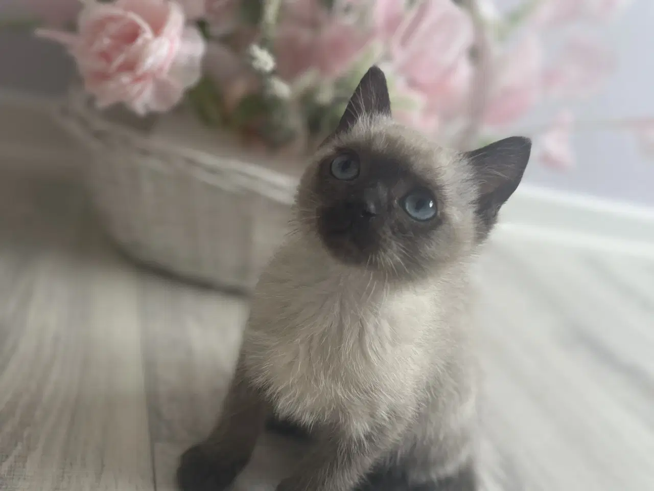 Billede 1 - To dejlige charmerende killinger Siameser/Ragdoll