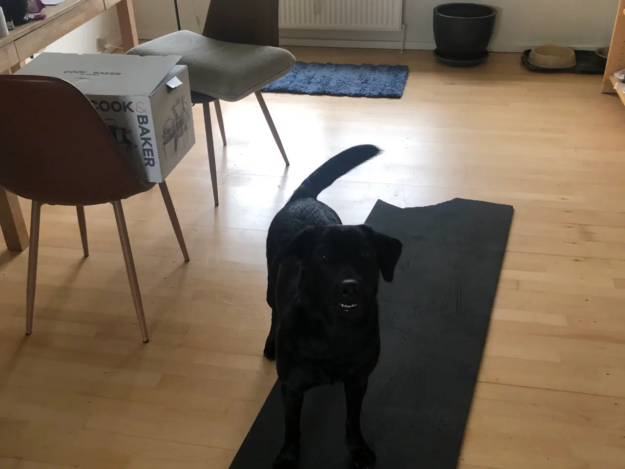 Billede 13 - 5 Perfekte søde små Labrador hvalpe