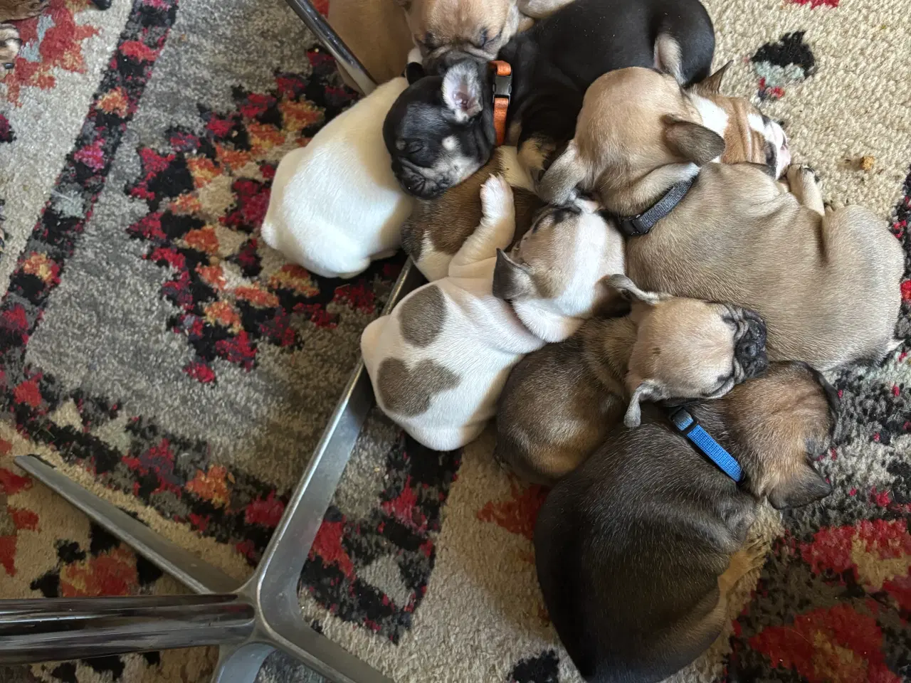 Billede 15 - Franske bulldog hvalpe