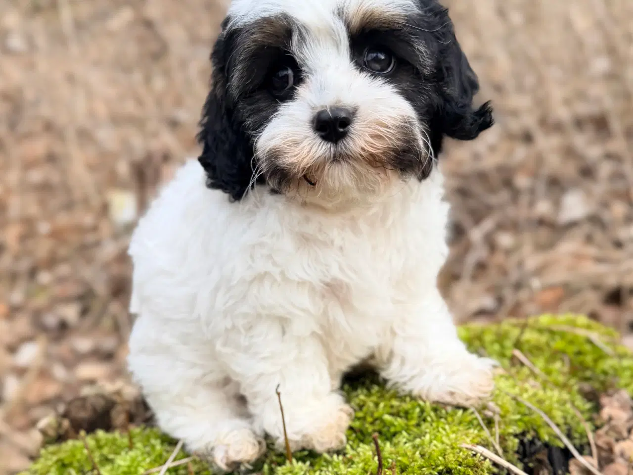 Billede 4 - Doodle Dreng