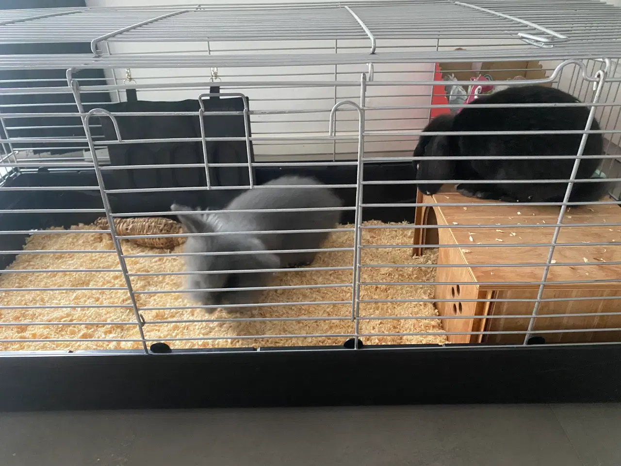 Billede 2 - 🐰 To søde kaniner søger nyt kærligt hjem 🏡 🐰
