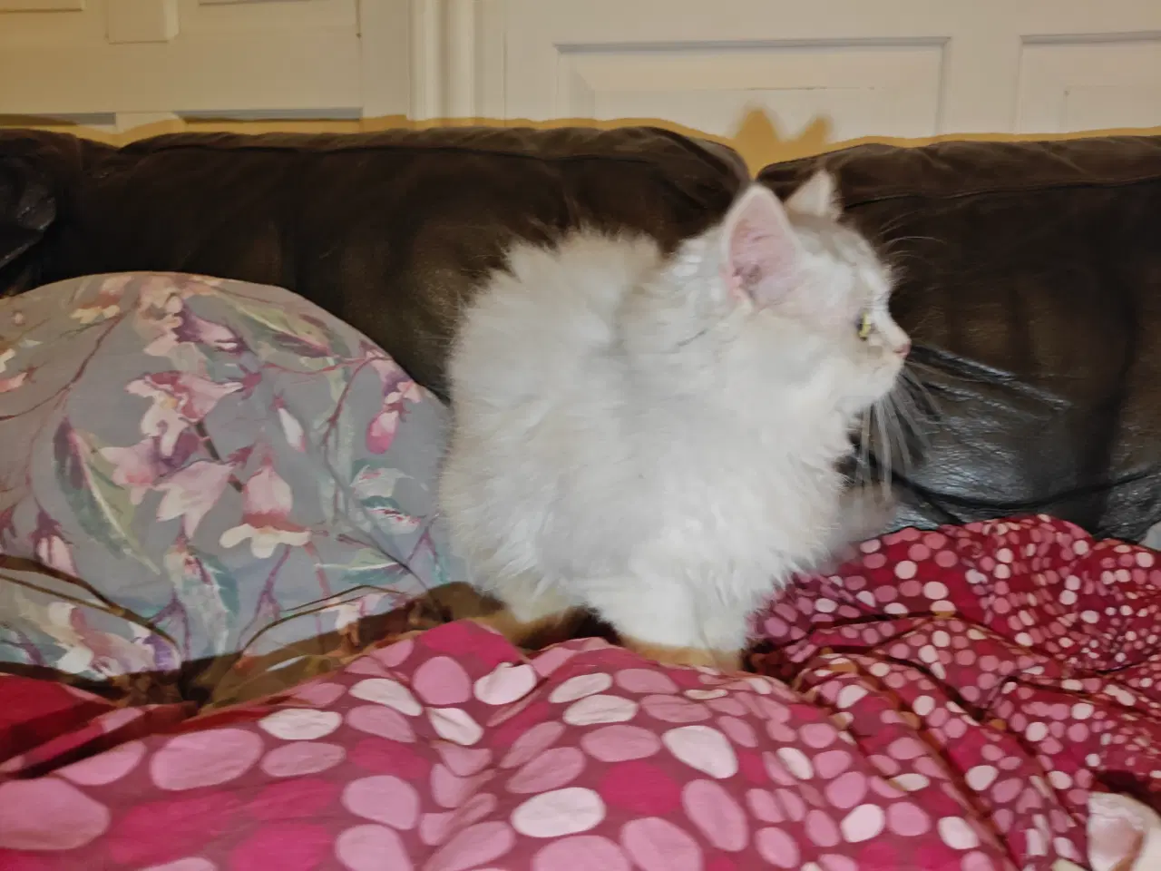 Billede 3 - Racekatte x