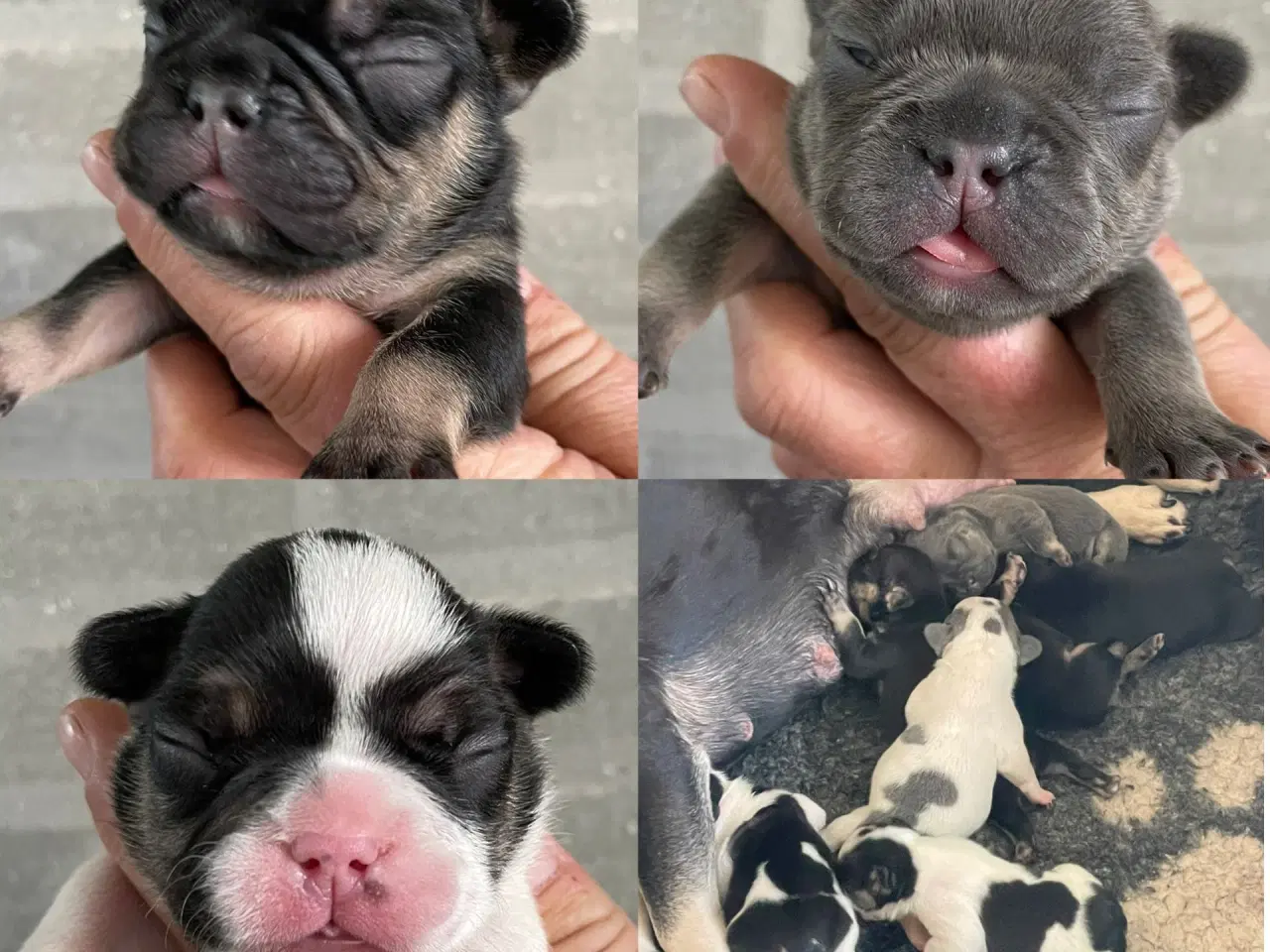 Billede 12 - Franske bulldog hvalpe rejseklare NU