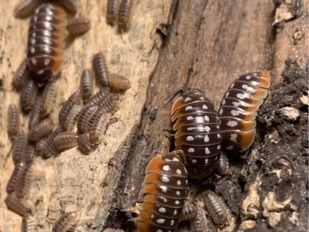 Billede 1 - Armadillidium Klugii Slano