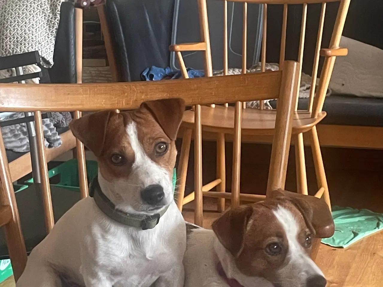 Billede 1 - 🐶🐶 Udstationering Jack Russell Han 🐶 IKKE SALG 