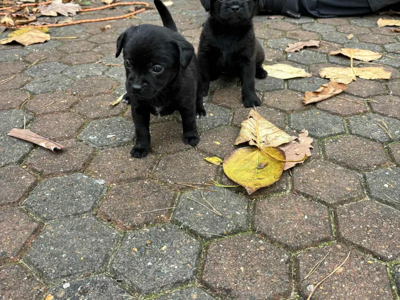 Billede 5 - Dansk-Svensk gårdhund blanding