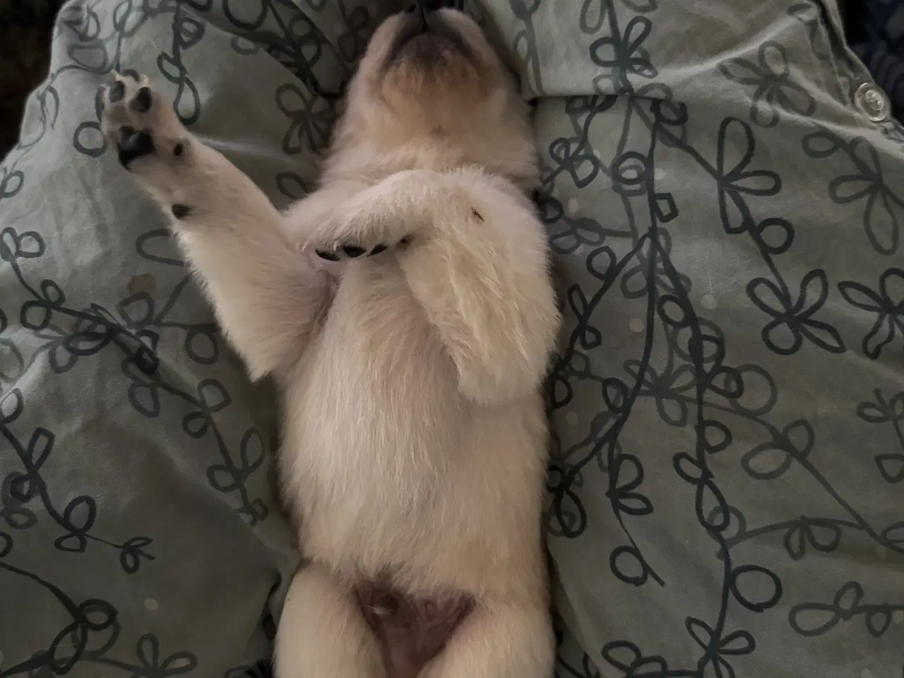 Billede 4 - Lækre Labrador hvalpe