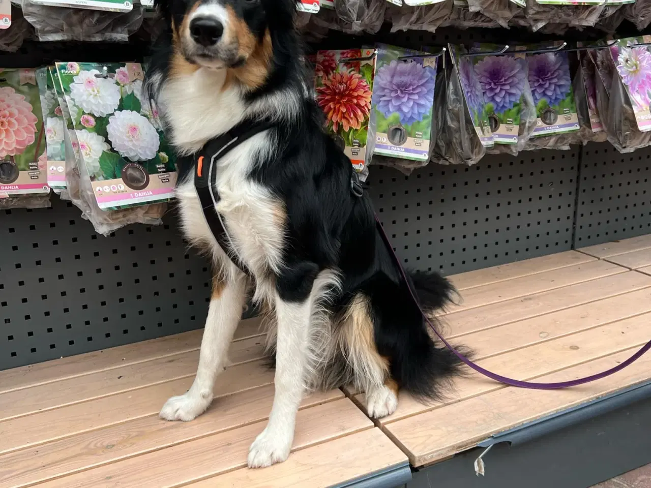 Billede 2 - Border Collie hvalpe 