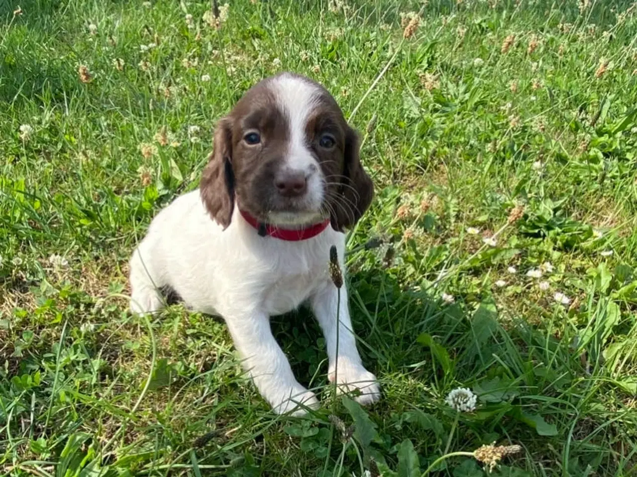 Billede 2 - Tre super søde FT springer spaniel 