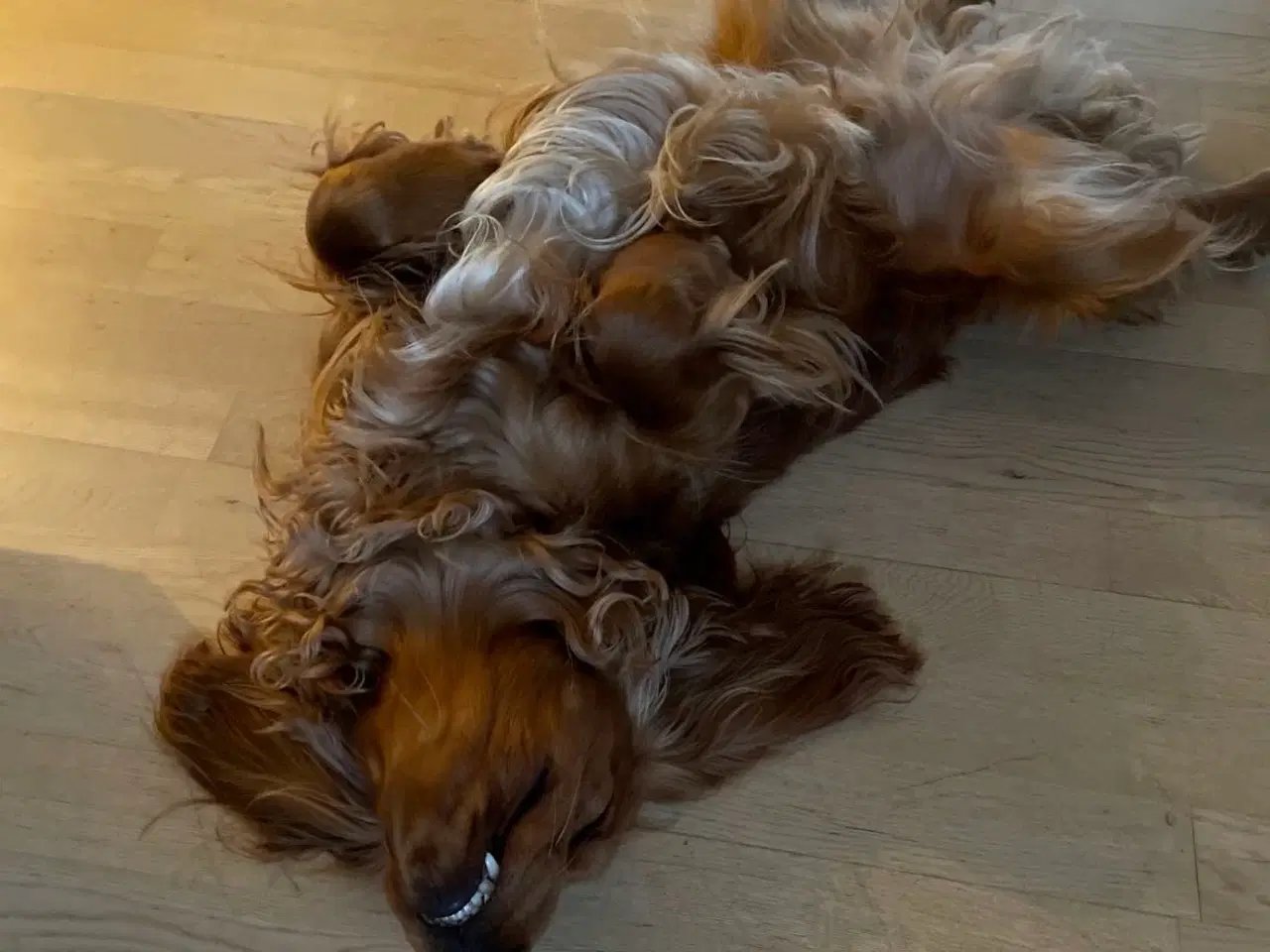 Billede 11 - Til parring - IKKE salg 