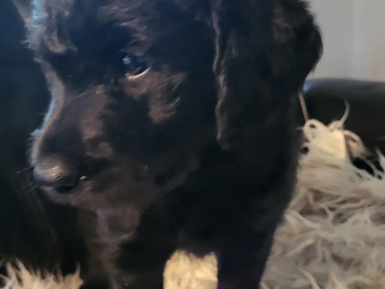 Billede 1 - Labra Doodle Hvalpe 