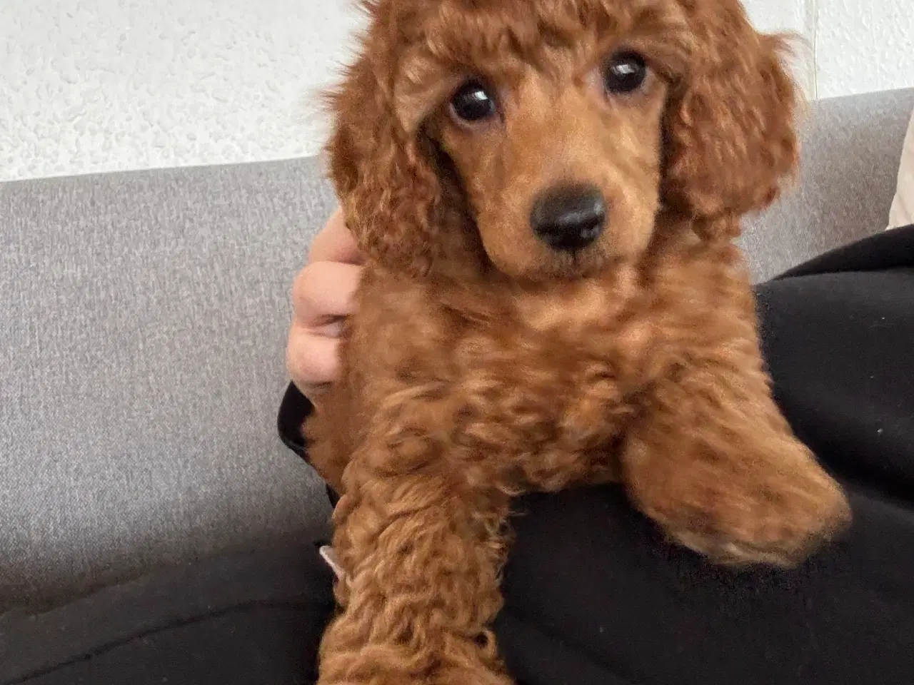 Billede 4 - 9 uger gammel dværg puddel tæve søger nyt hjem