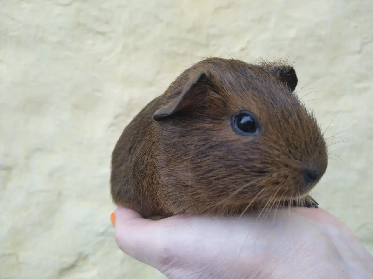 Billede 6 - 2 søstre