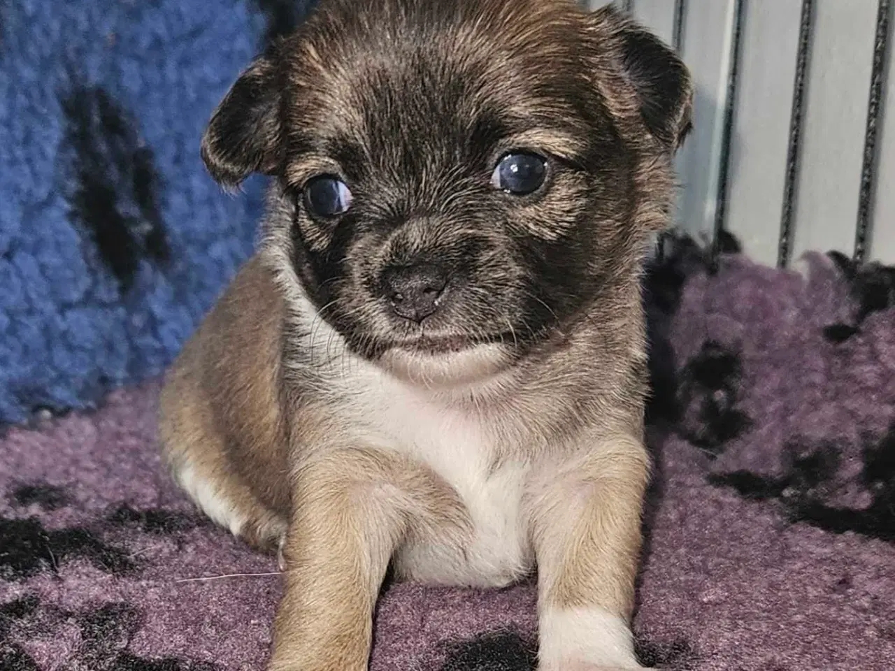 Billede 3 - 3 drenge 2 langhåret 1 korthårog 1 pige langhåret 