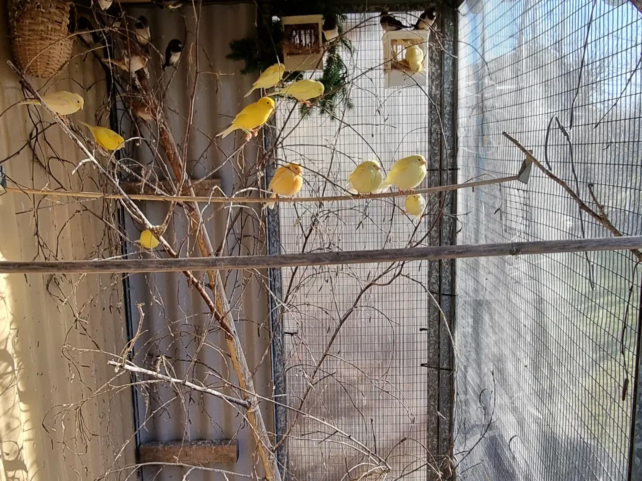 Billede 3 - Kanariefugle og Mågerfinker Sælges 