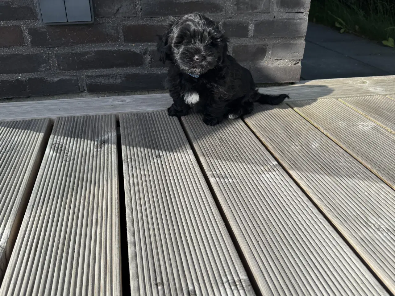 Billede 5 - Bichon Havanaise hvalpe