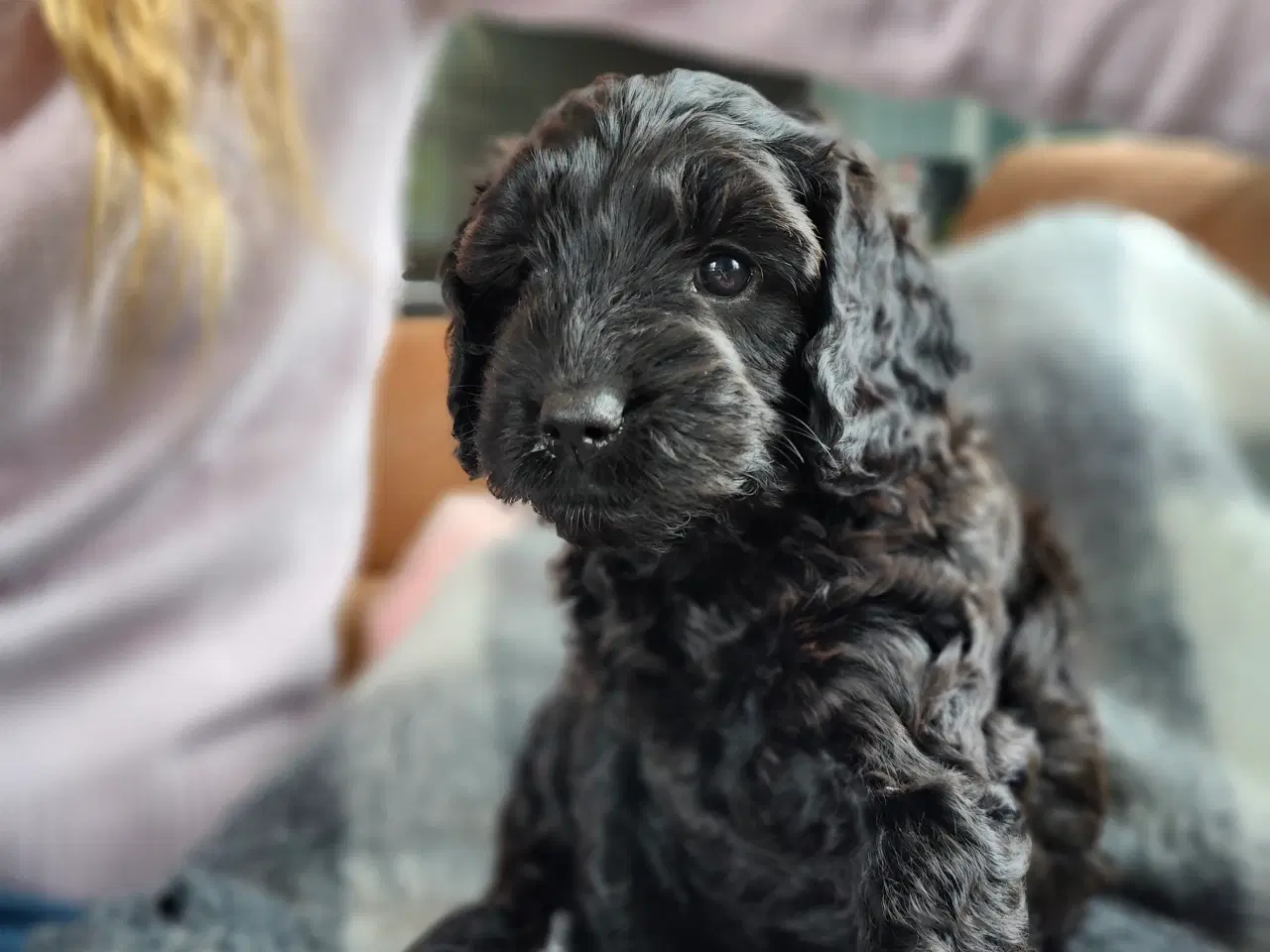Billede 1 - Hvalp Cockerpoo Cavapoo- blanding doodle