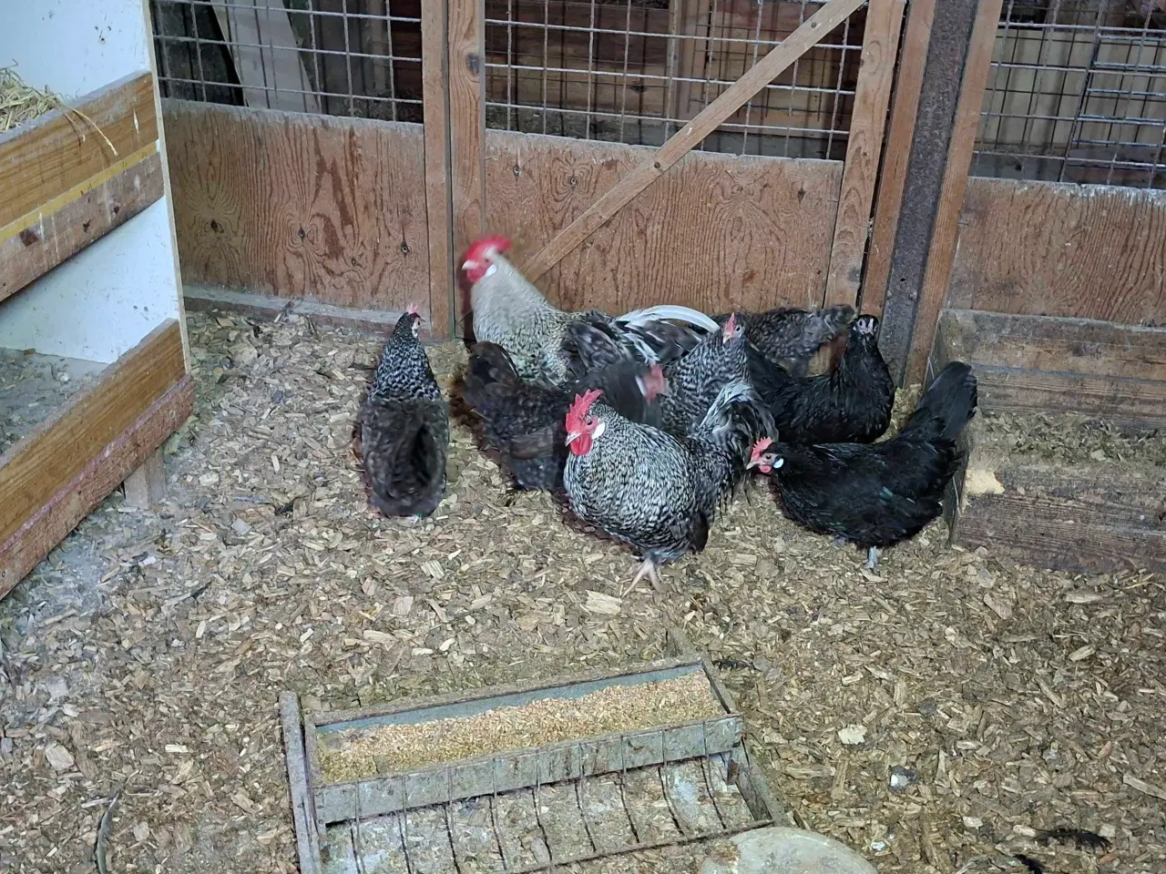 Billede 3 - Høns