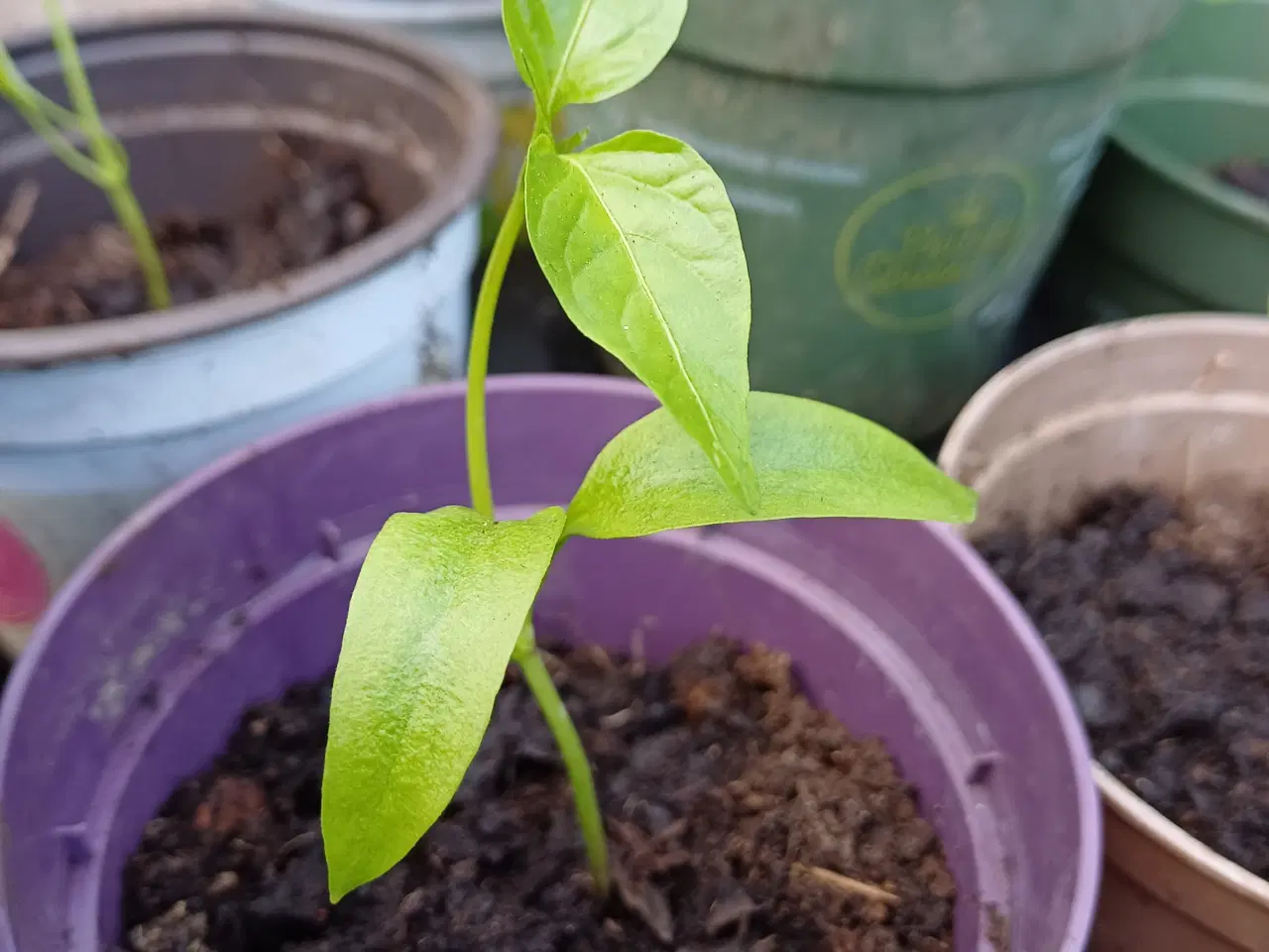 Billede 6 - Tomatplanter 7 sorter, peberfrugtplanter og vinter