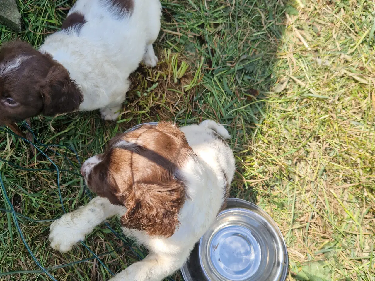 Billede 6 - Søde hvalpe - engelsk springer spaniel  FT og Bob