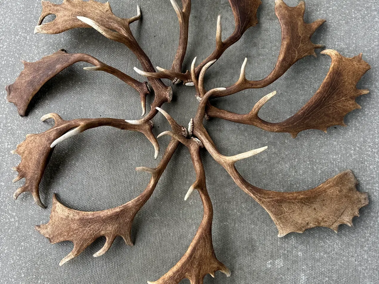 Billede 2 - Flotte kastestænger fra dåhjort sælges