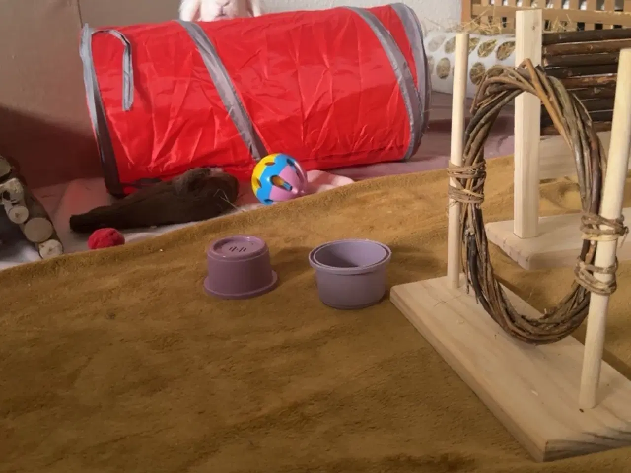 Billede 7 - Verdens sødeste kanin sælges