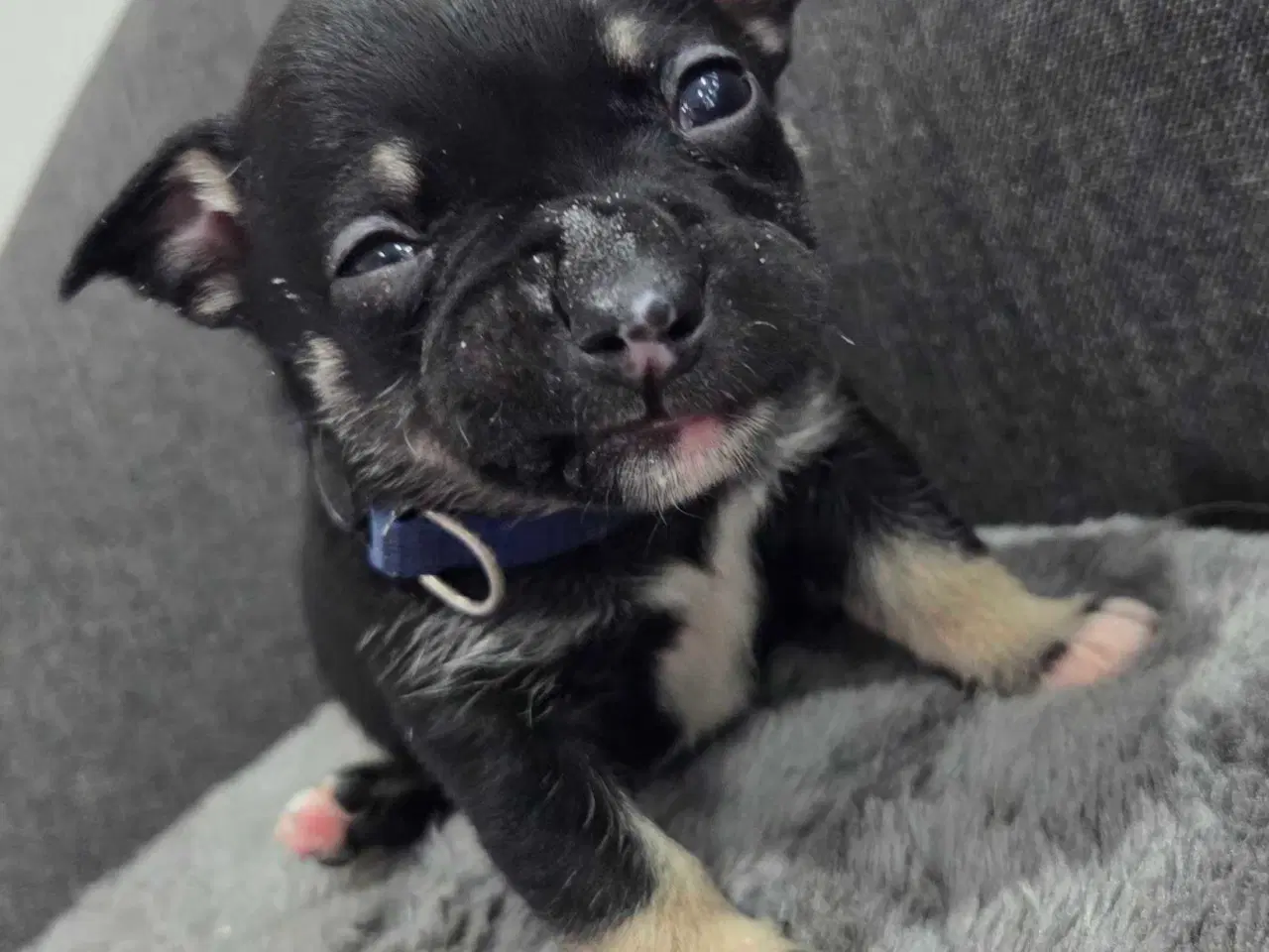 Billede 11 - Bullhuahua hvalpe 