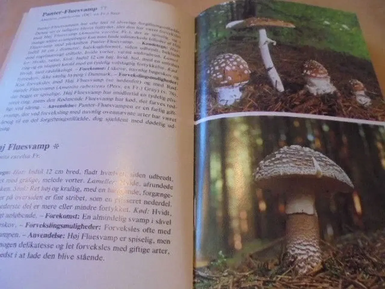 Billede 4 - Forums bog om svampe - fin stand  