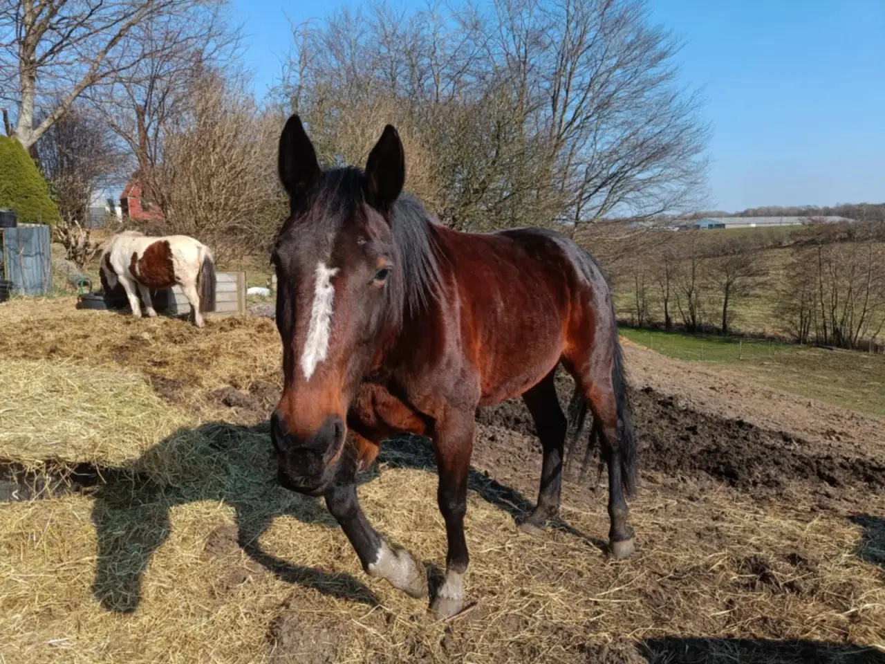 Billede 4 - Haster Ifolet hoppe