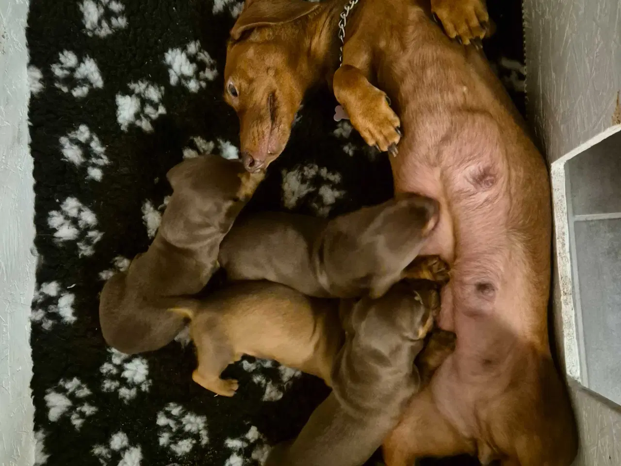 Billede 6 - Gravhundehvalpe, standard, korthåret