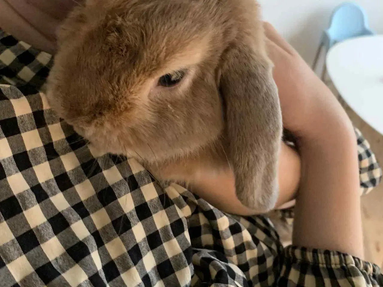Billede 2 - Minilop kanin