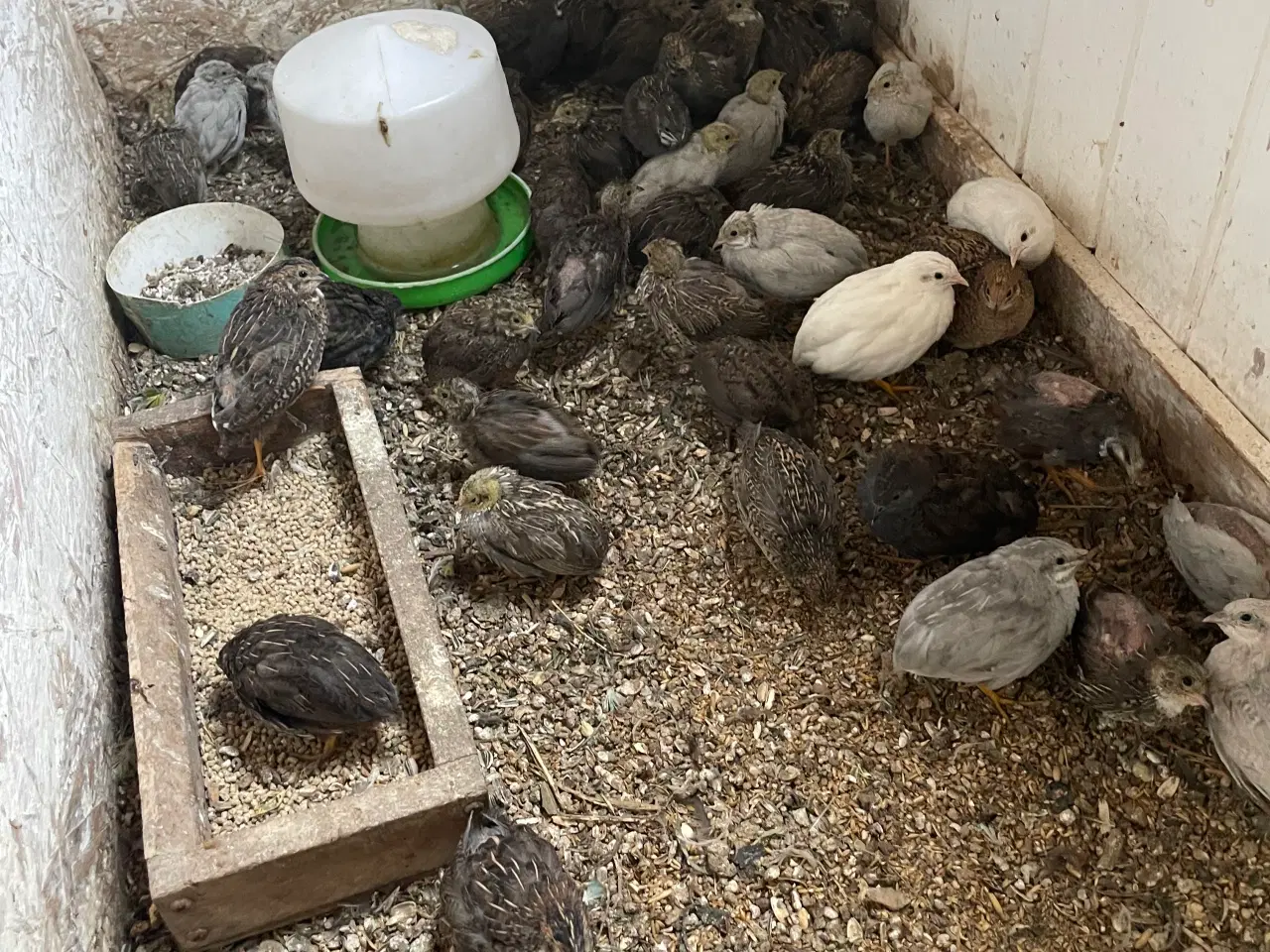 Billede 3 - Kinesiske dværgvagtler