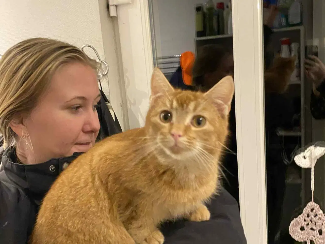 Billede 1 - Røde kattekillinger