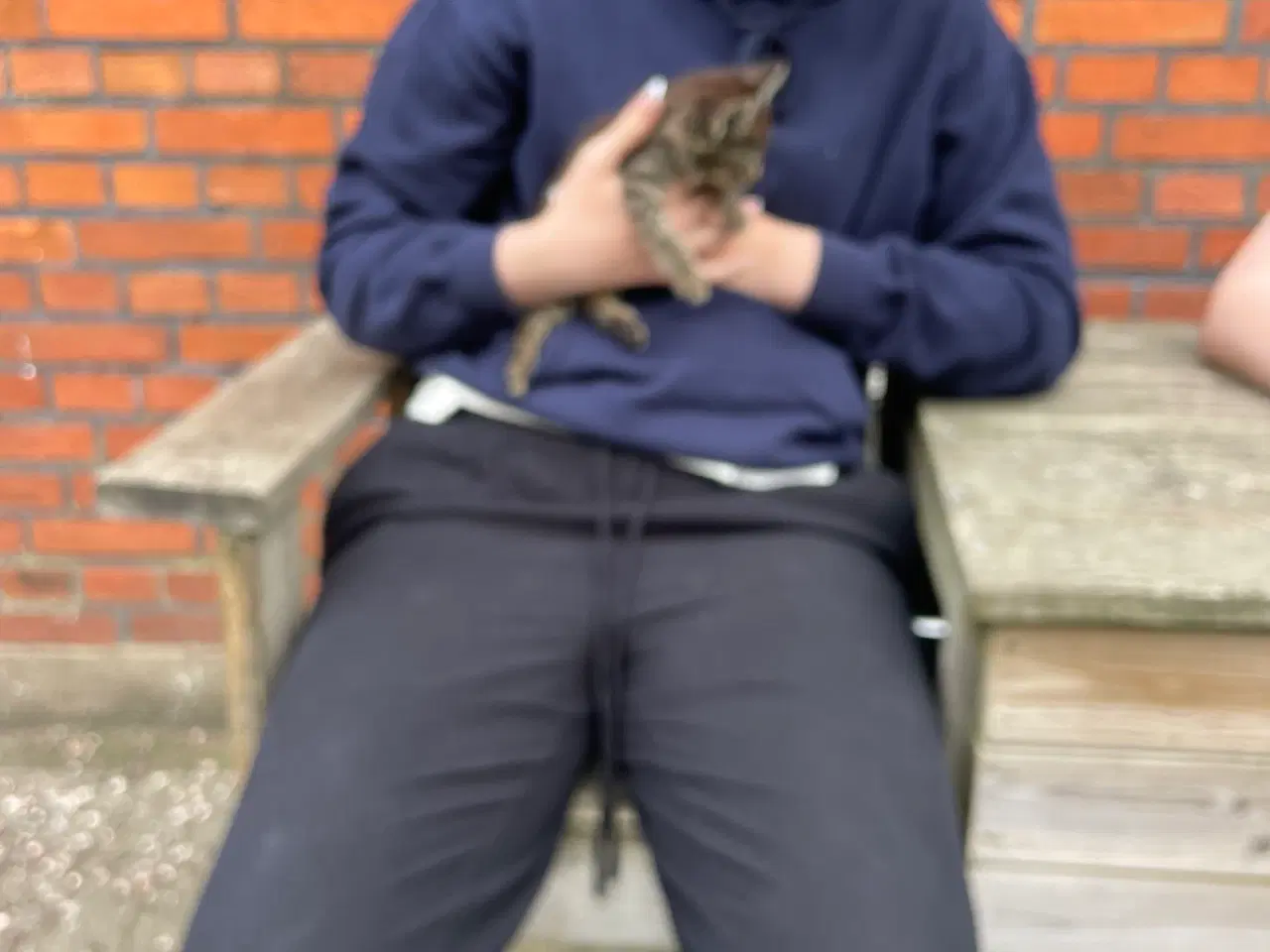 Billede 6 - Katte killinger 