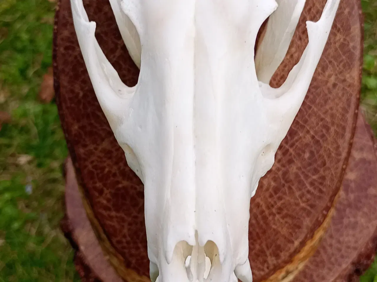 Billede 4 - Mårhund kraniet